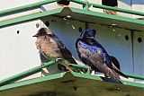 Purple Martin